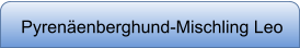 Pyrenäenberghund-Mischling Leo